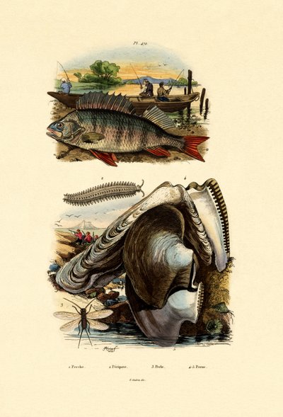 Okoun, 1833-39 od French School
